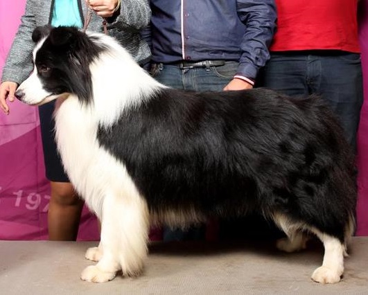 Jayden Show Piece (Trace)